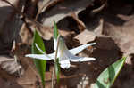 White troutlily <BR>White fawnlily